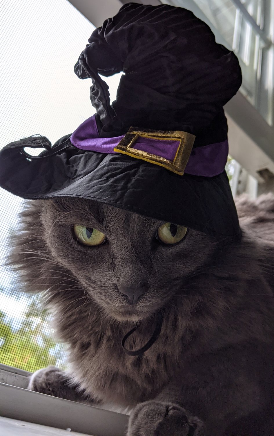 SPOOKY MUFFIN's favorite holiday is Halloween and she loves to dress up. She's so funny! Muffins is five years old and has a big brother named Tiddles.